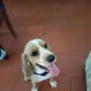 Meet your Posher, Lucii